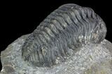 Pedinopariops Trilobite - Mrakib, Morocco #126317-4